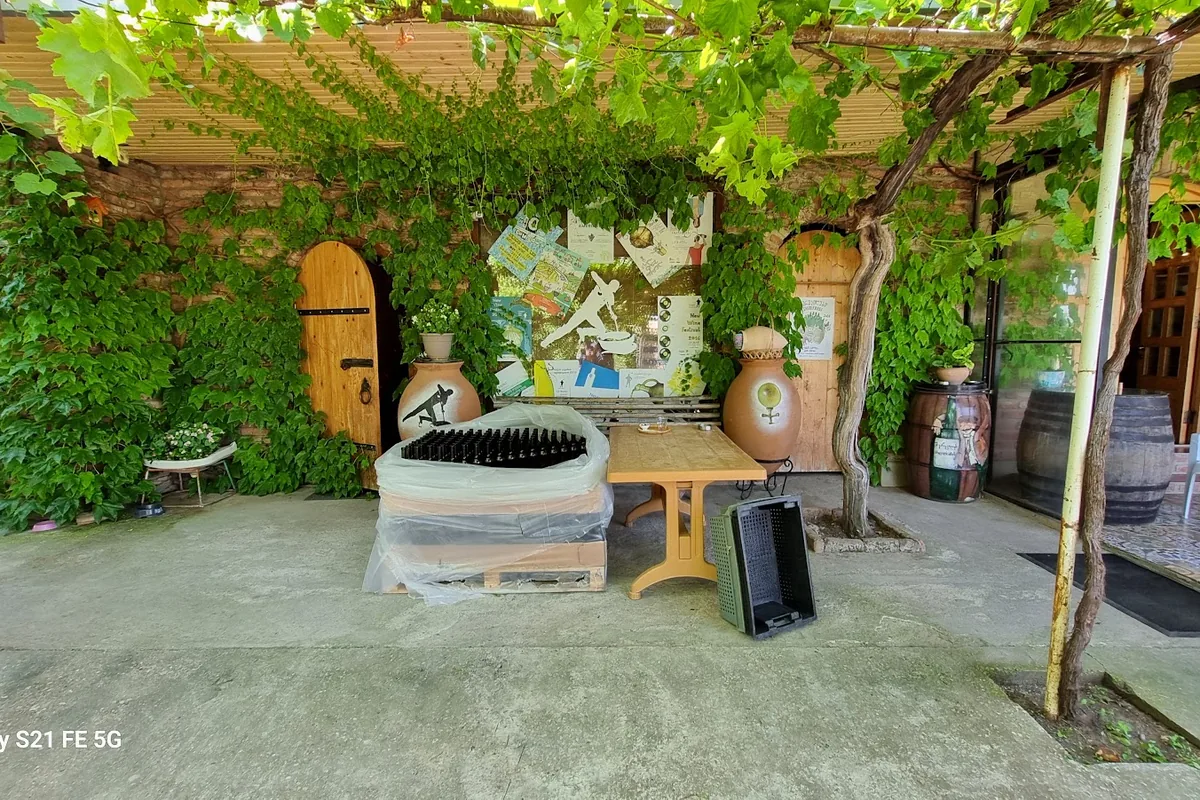Vine-covered courtyard with qvevri jars at Iago's Winery in Chardakhi, home of Sherekilebi