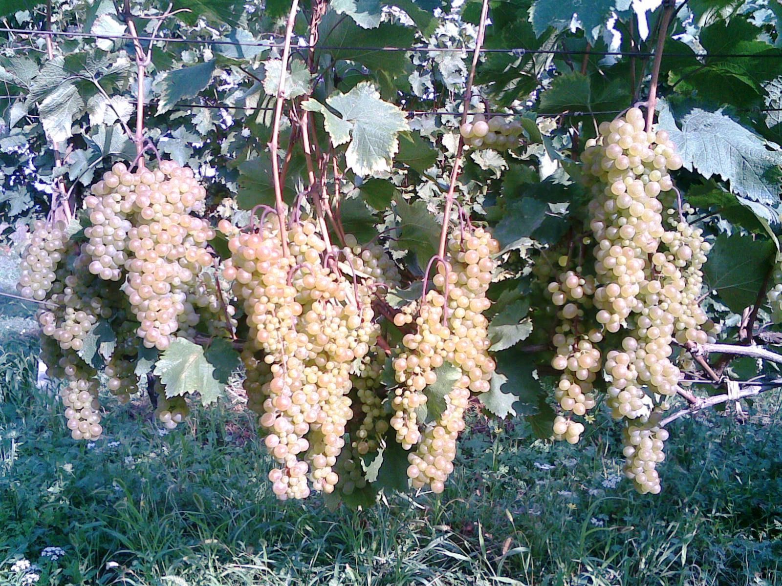 Heavy bunches of pale green Rkatsiteli grapes hanging on the vine in Kakheti