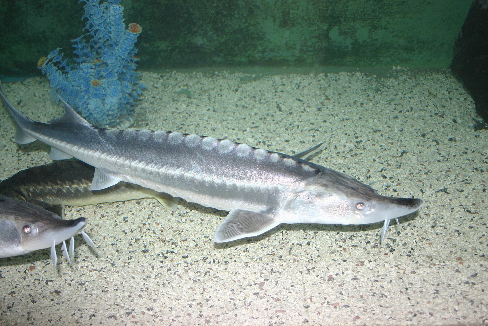Sturgeon swimming over the gravel floor of a tank in the Batumi Aquarium