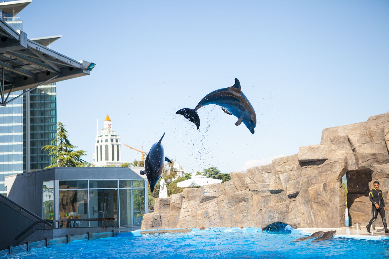 Two dolphins leaping above the pool during a show at the Batumi Dolphinarium
