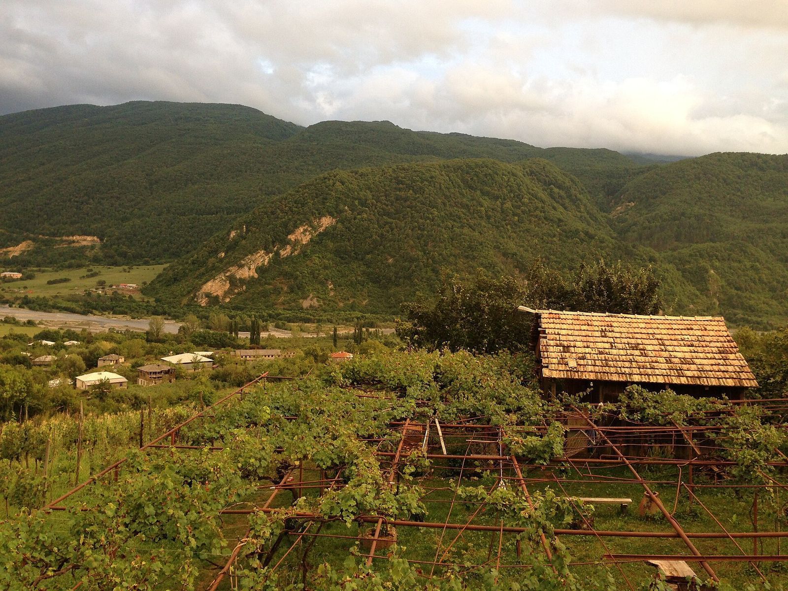 Aleksandrouli vines on pergolas above the valley near Ambrolauri in Racha, the grape and the area behind Khvanchkara