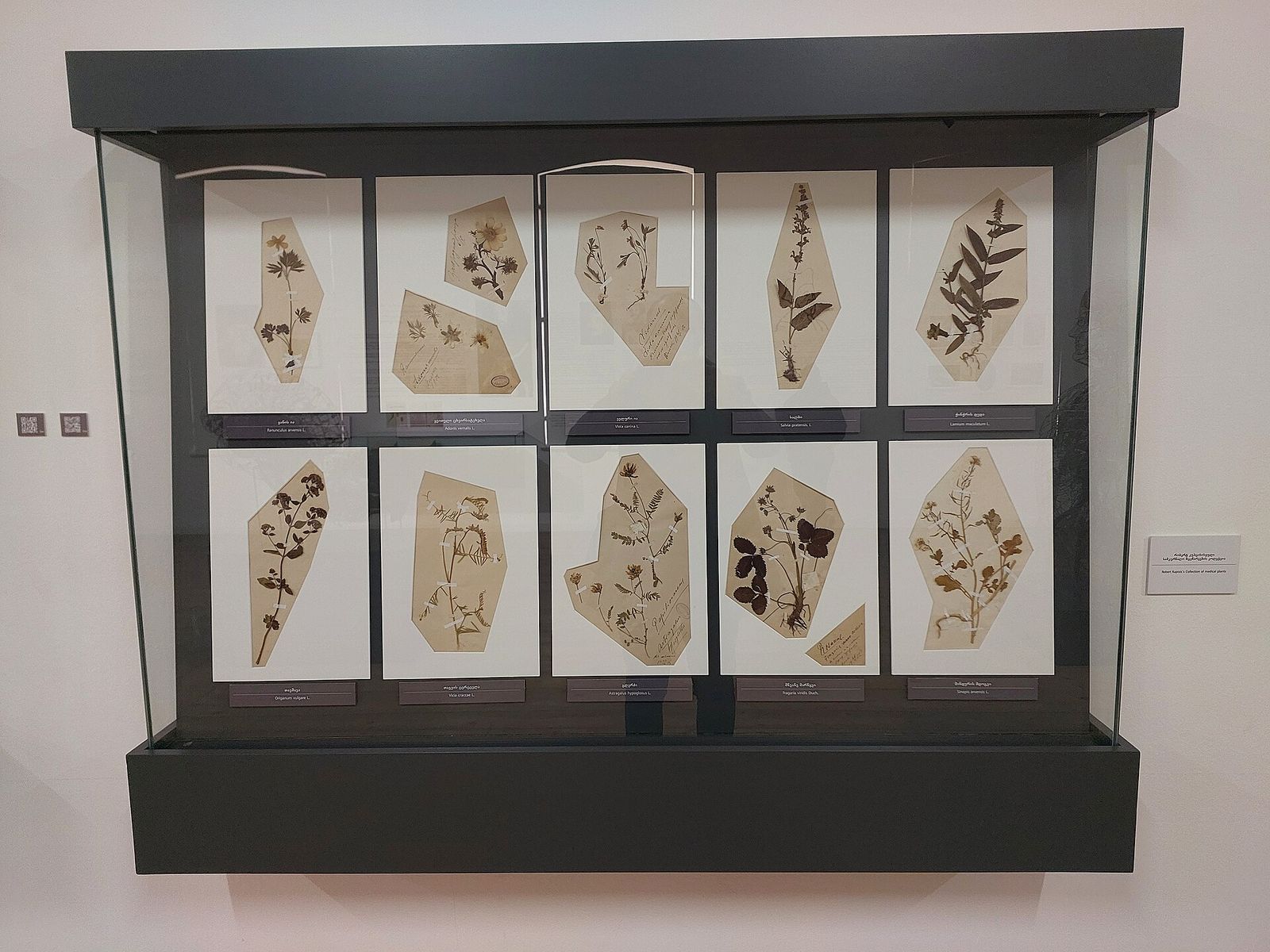 Pressed medicinal plants from the herbarium in a display case at the Museum for the History of Georgian Medicine in Tbilisi