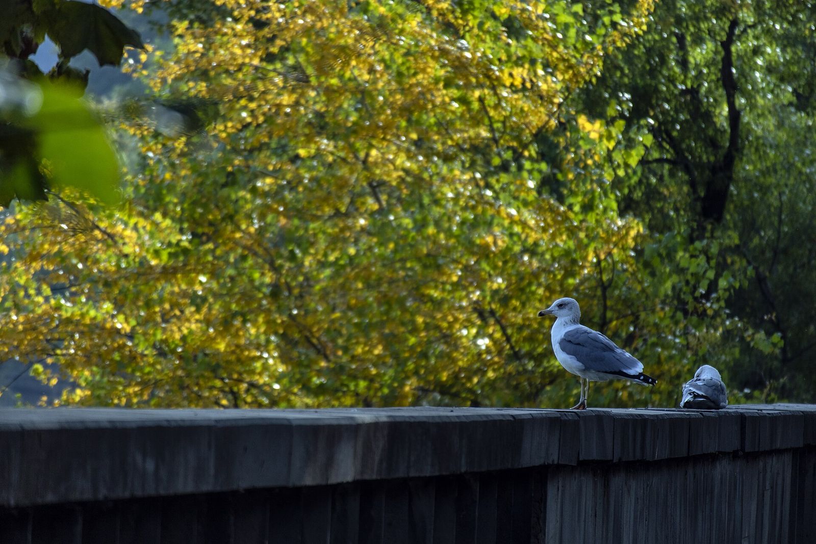 Yellow autumn leaves on the trees behind a riverside railing in Tbilisi, with two gulls resting on the rail
