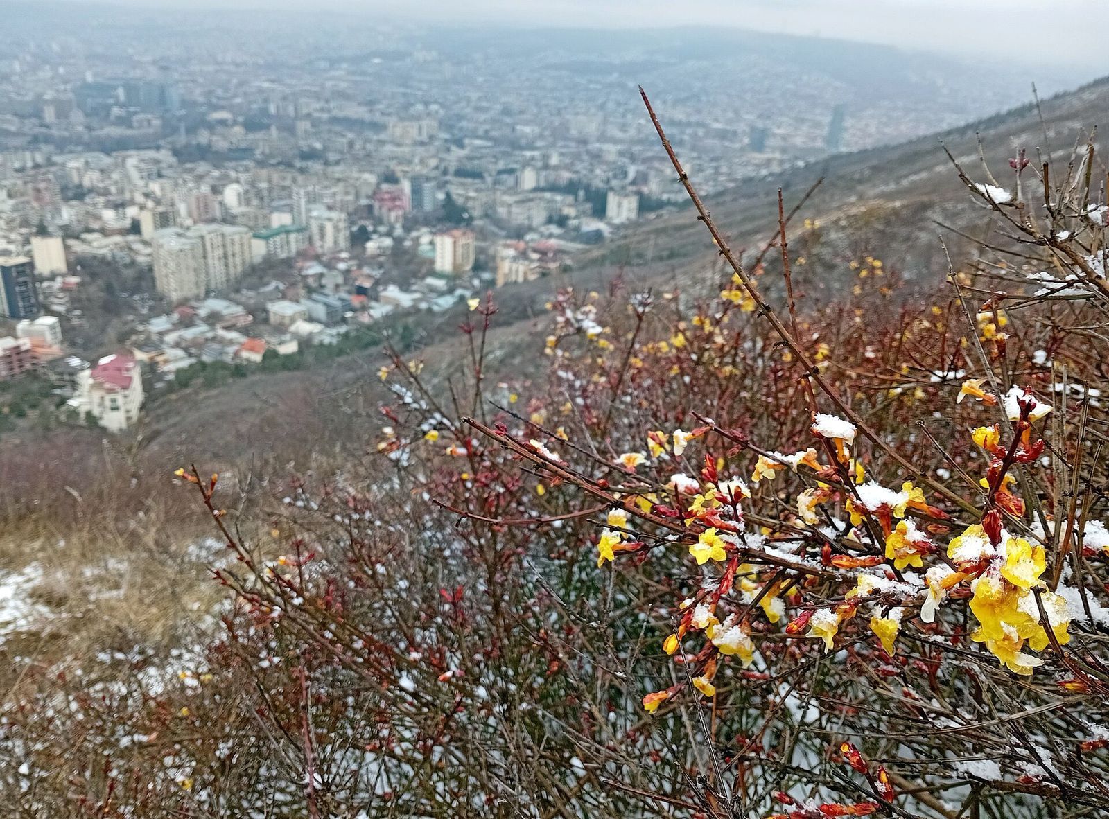 Winter jasmine in yellow bloom with a light dusting of snow on the slopes of Mtatsminda, above the Zemo Vake neighborhood of Tbilisi