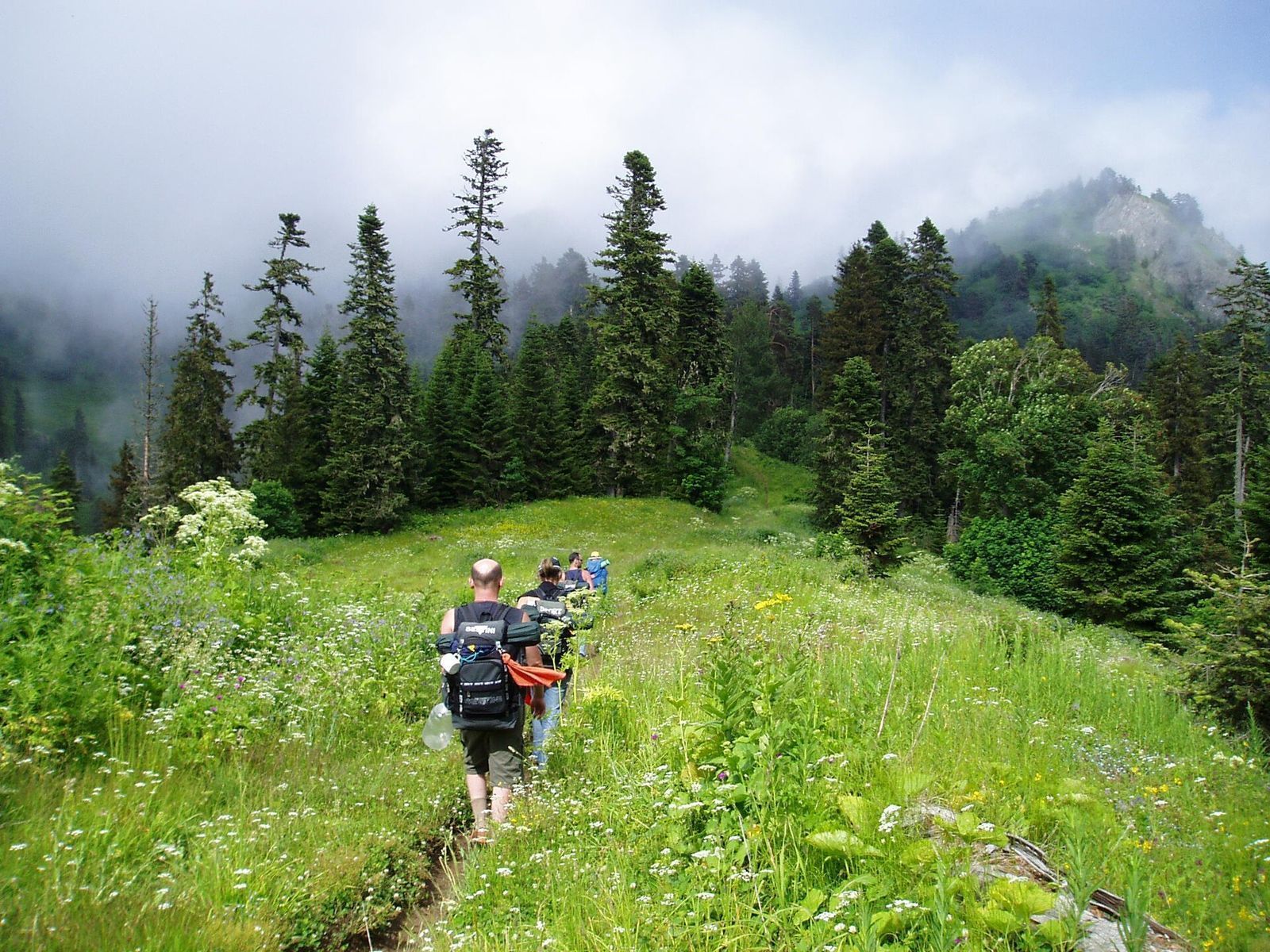 Hikers in single file on a trail through a grassy meadow and fir forest in Borjomi-Kharagauli National Park, with mist on the ridge