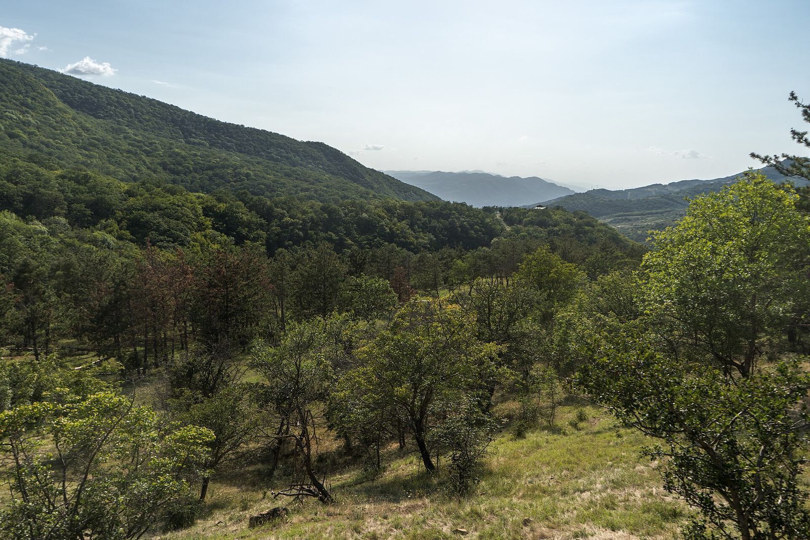 Wooded hills and an open meadow in Tbilisi National Park, with forested ridges fading into the distance