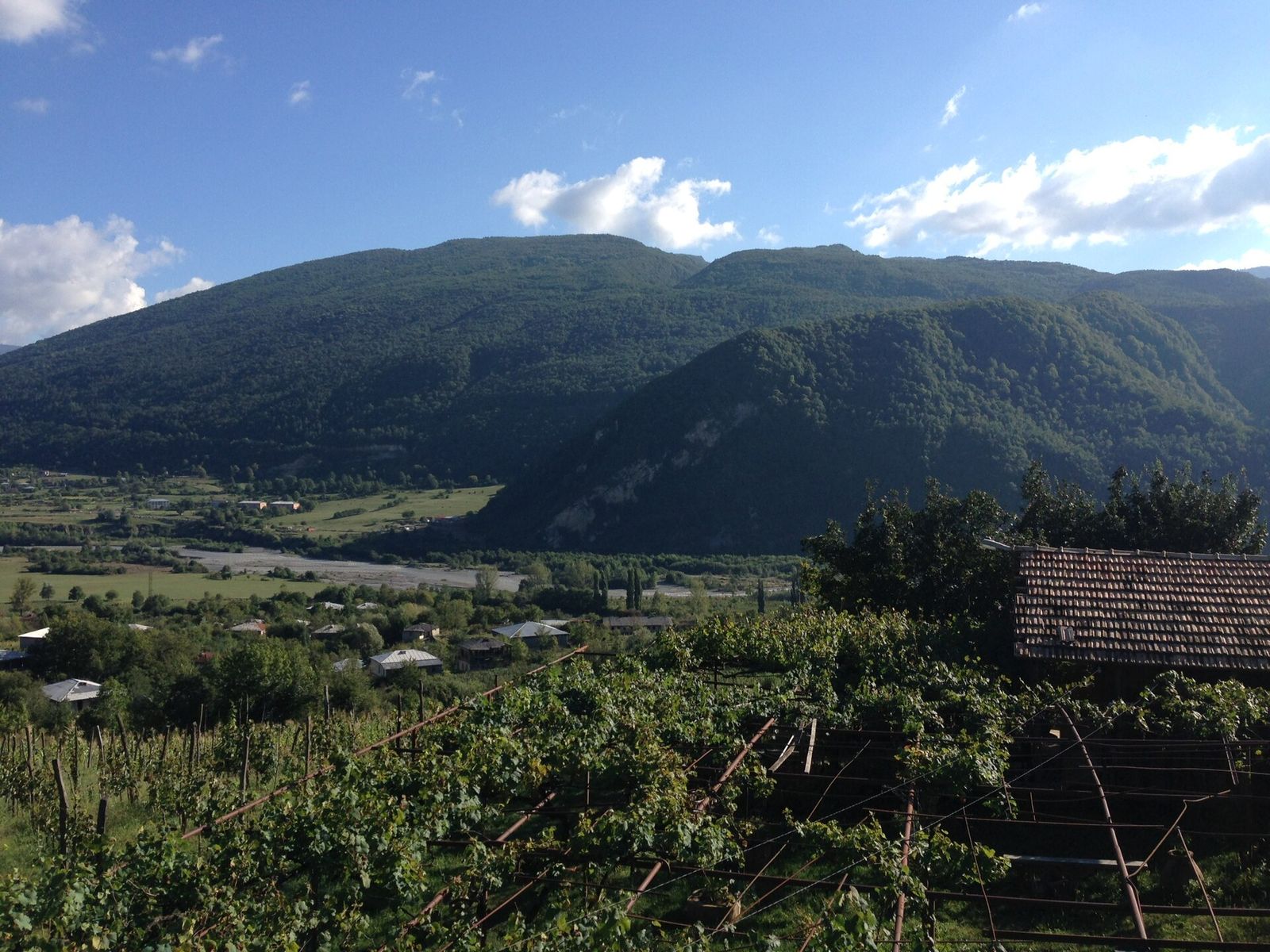 Aleksandrouli vineyard on a pergola near Ambrolauri in Racha, with forested mountains behind
