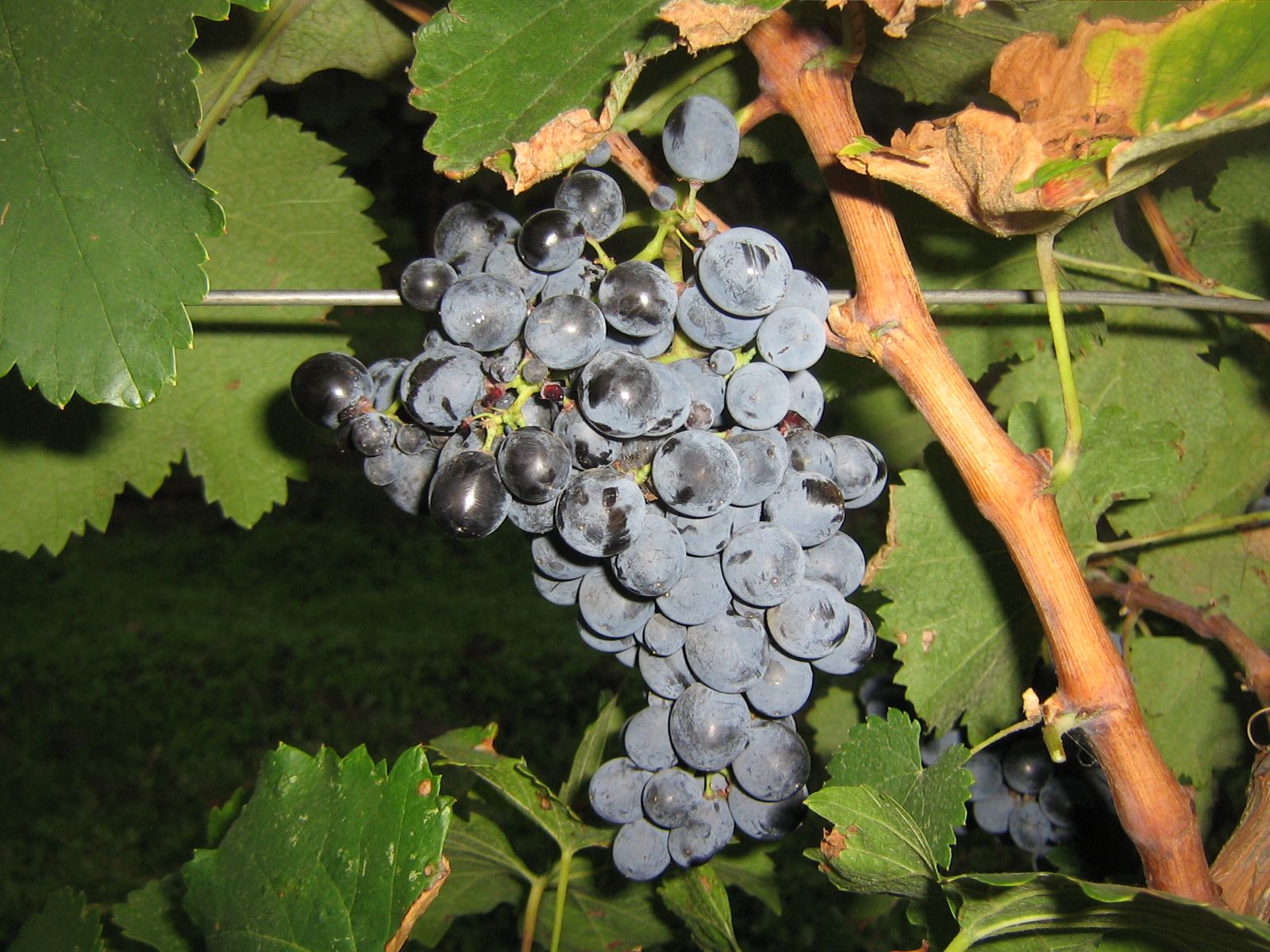A bunch of dark blue Saperavi grapes hanging on the vine among green leaves