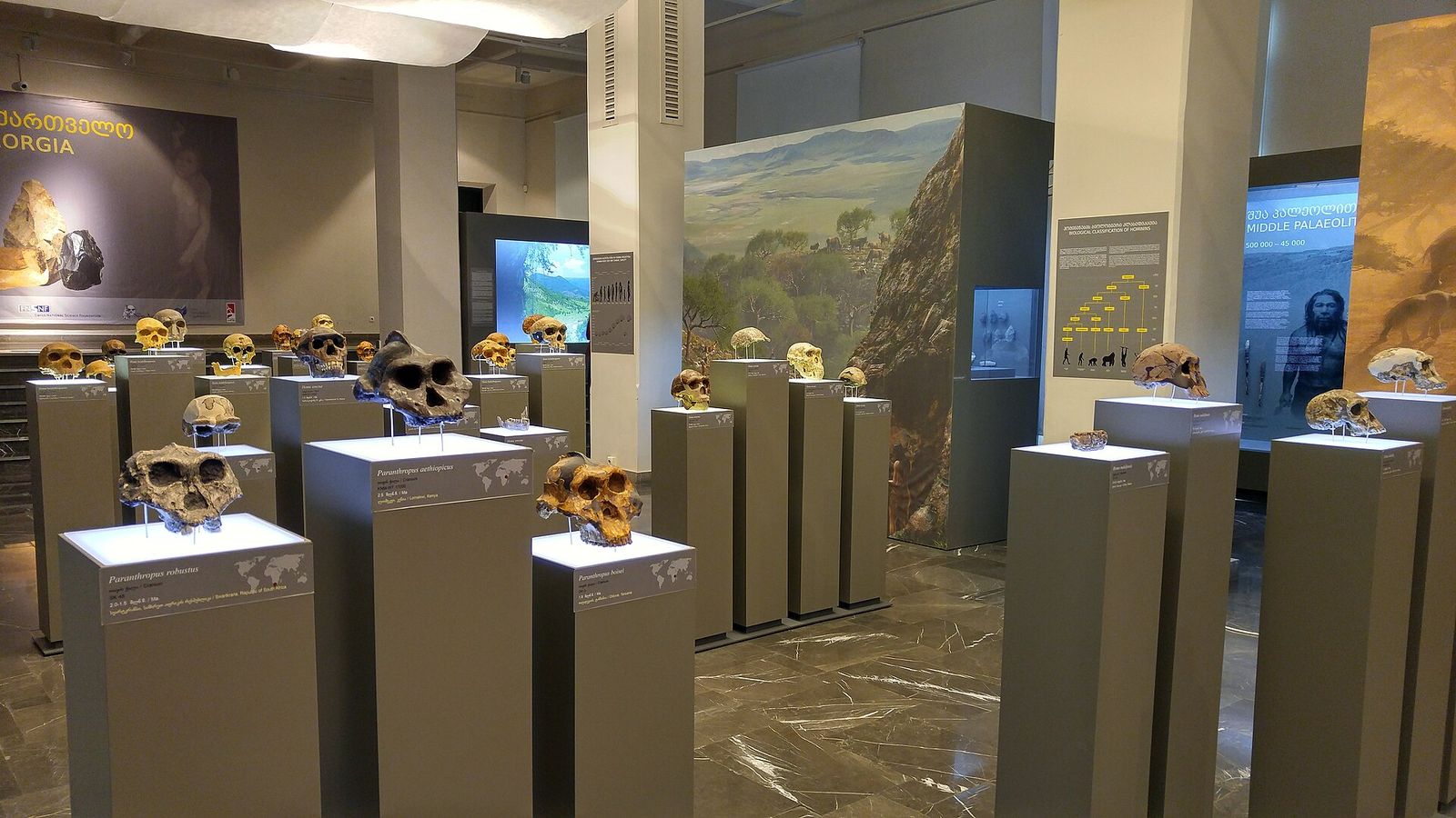 Early human skulls on lit plinths in a hall of the Georgian National Museum