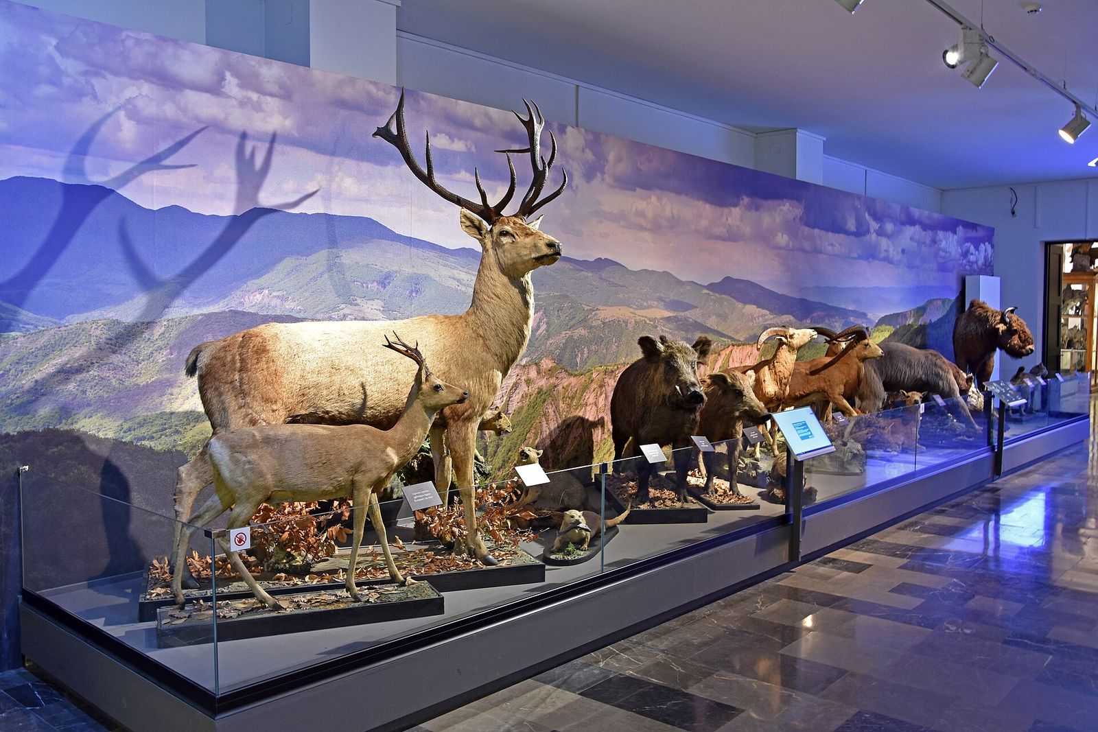 Stuffed red deer, wild boar, Caucasian tur and a bison in front of a Caucasus mountain backdrop on the natural history floor of the Georgian National Museum