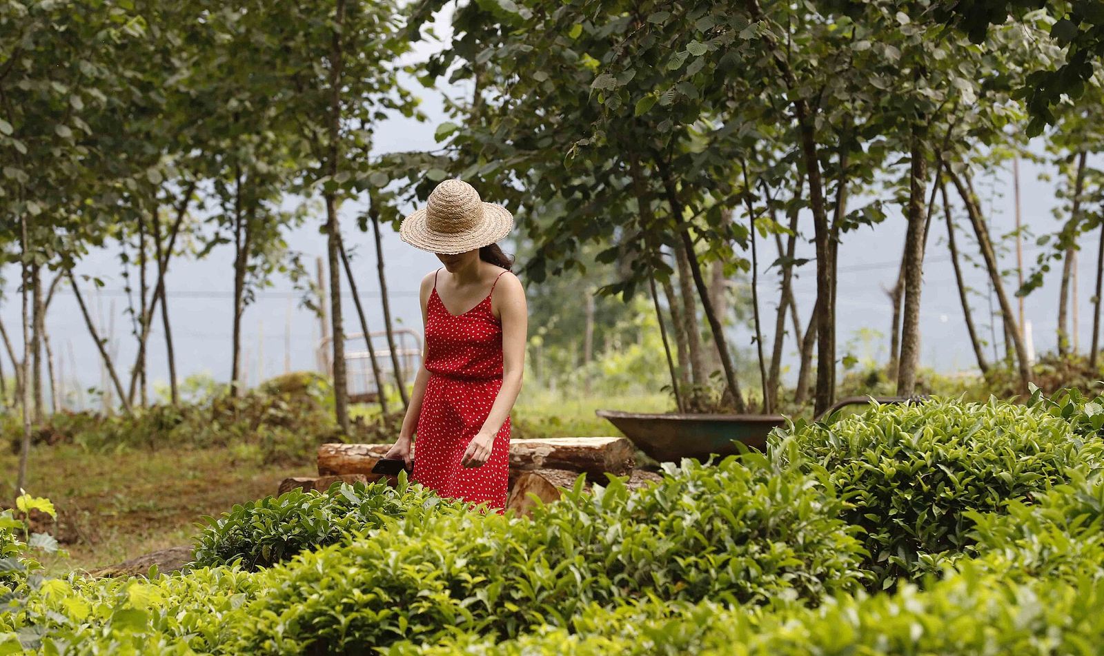 A woman among the tea bushes on a plantation in the village of Tsitelmta, Guria