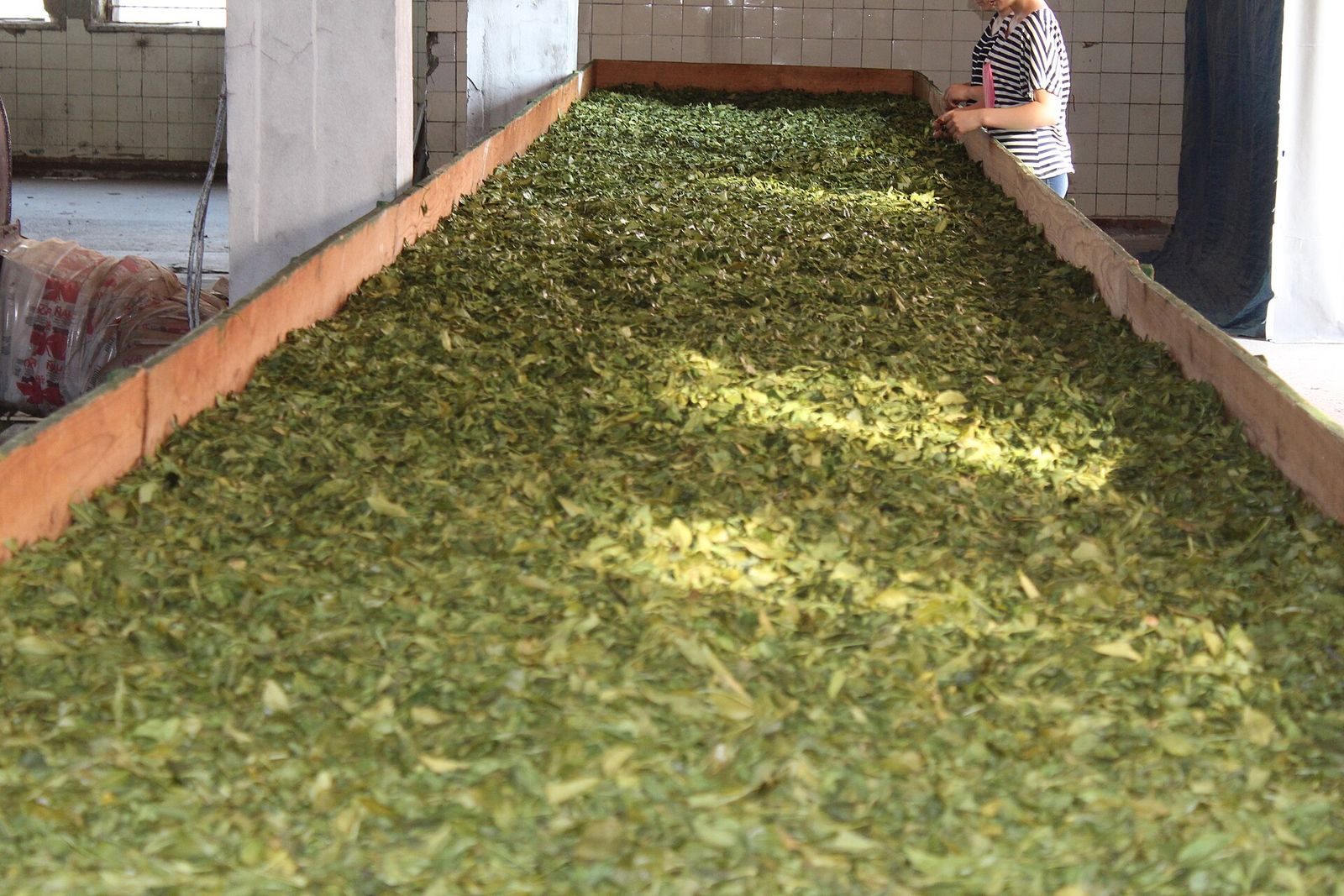 Freshly picked green tea leaves spread out to wither in a long trough at the Anaseuli tea factory in Guria