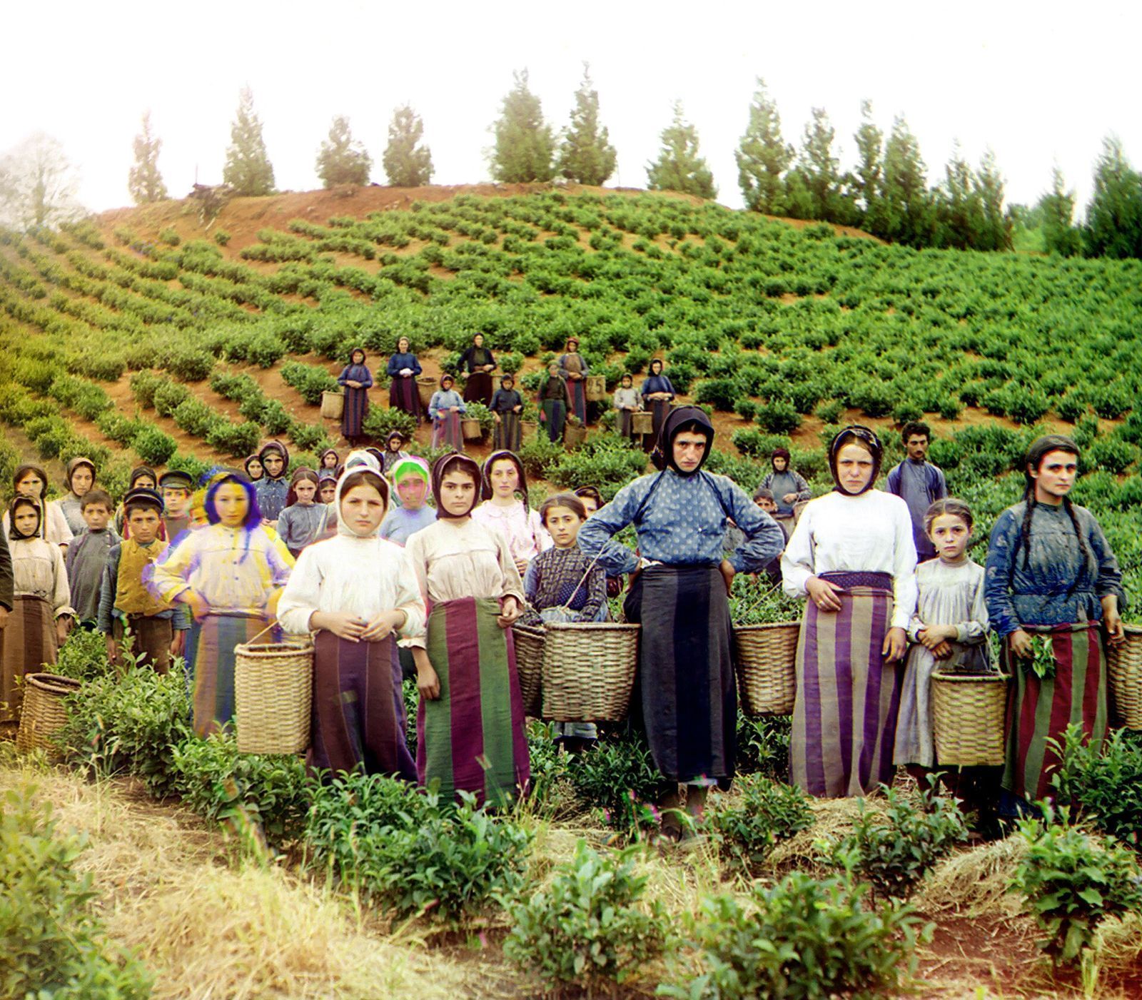 Tea pickers with wicker baskets on a hillside plantation at Chakvi, Adjara, in the early 1900s