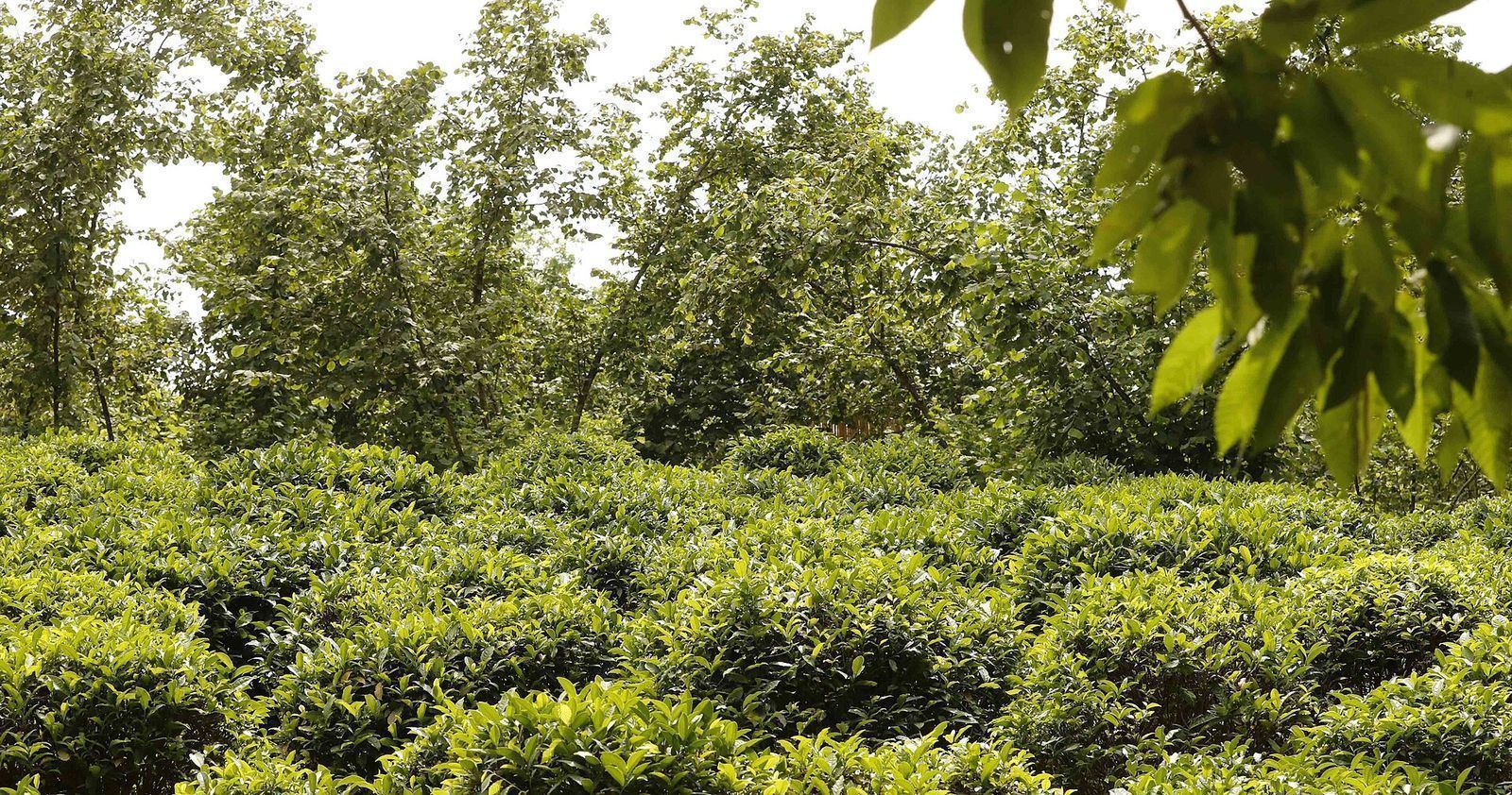 Rows of tea bushes growing in Guria, western Georgia