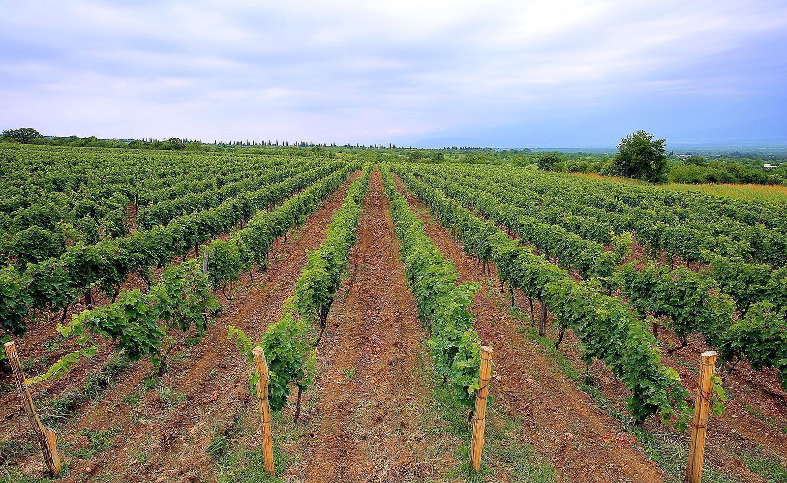 Rows of green vines at Chateau Zegaani in Akhasheni, Kakheti