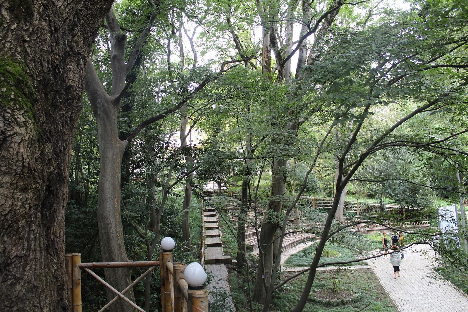 Paths and wooden railings under tall old trees in the Kutaisi Botanical Garden