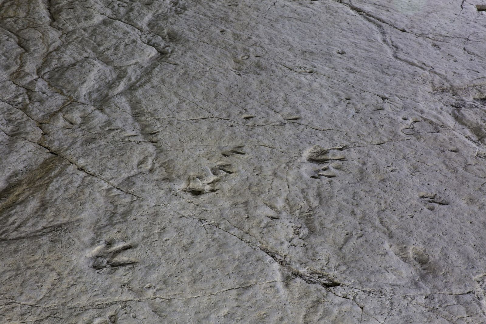 Small three-toed dinosaur footprints pressed into the rock at Sataplia near Kutaisi