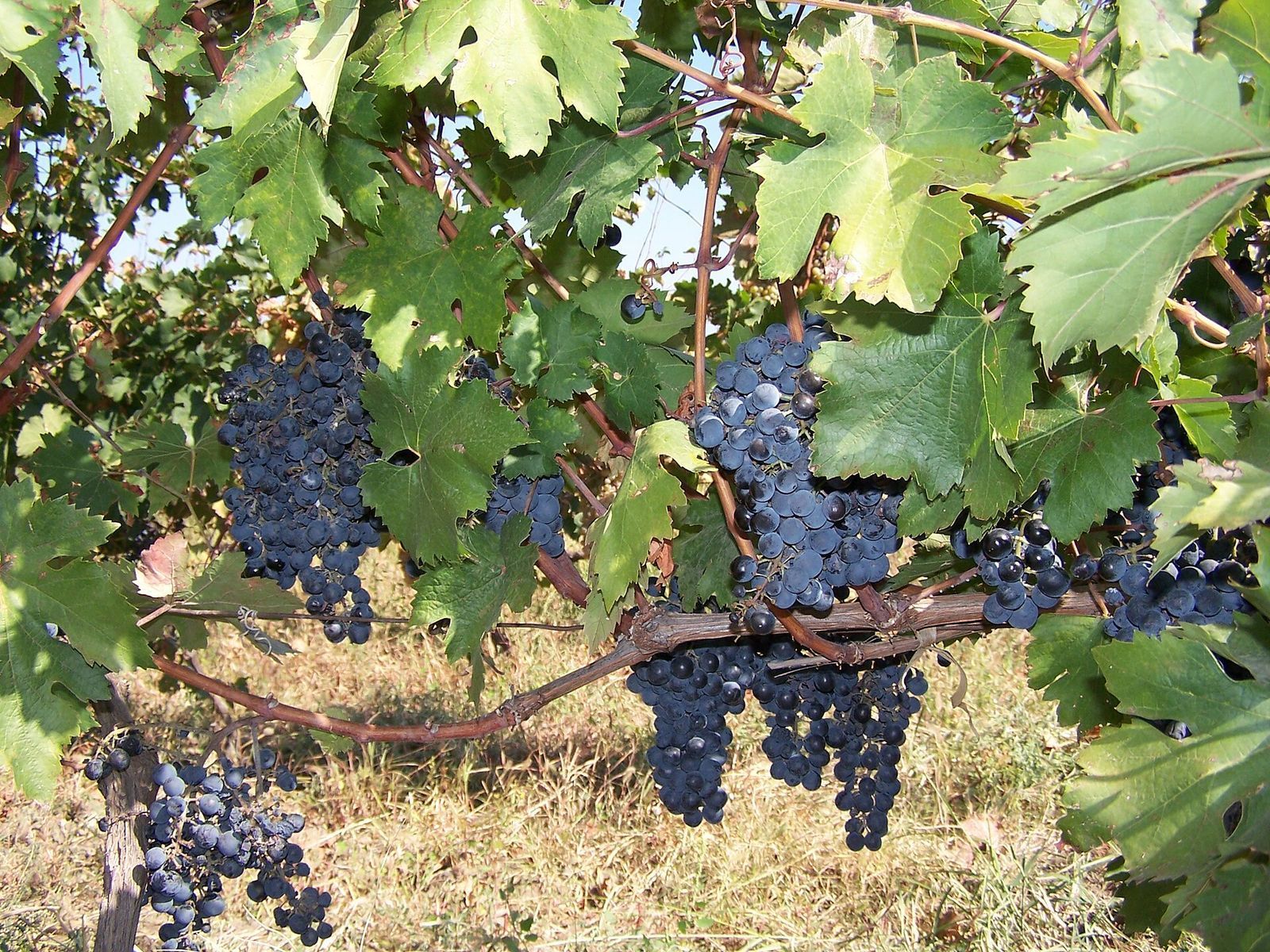 Bunches of ripe dark grapes hanging on the vine in a Kakheti vineyard at harvest time