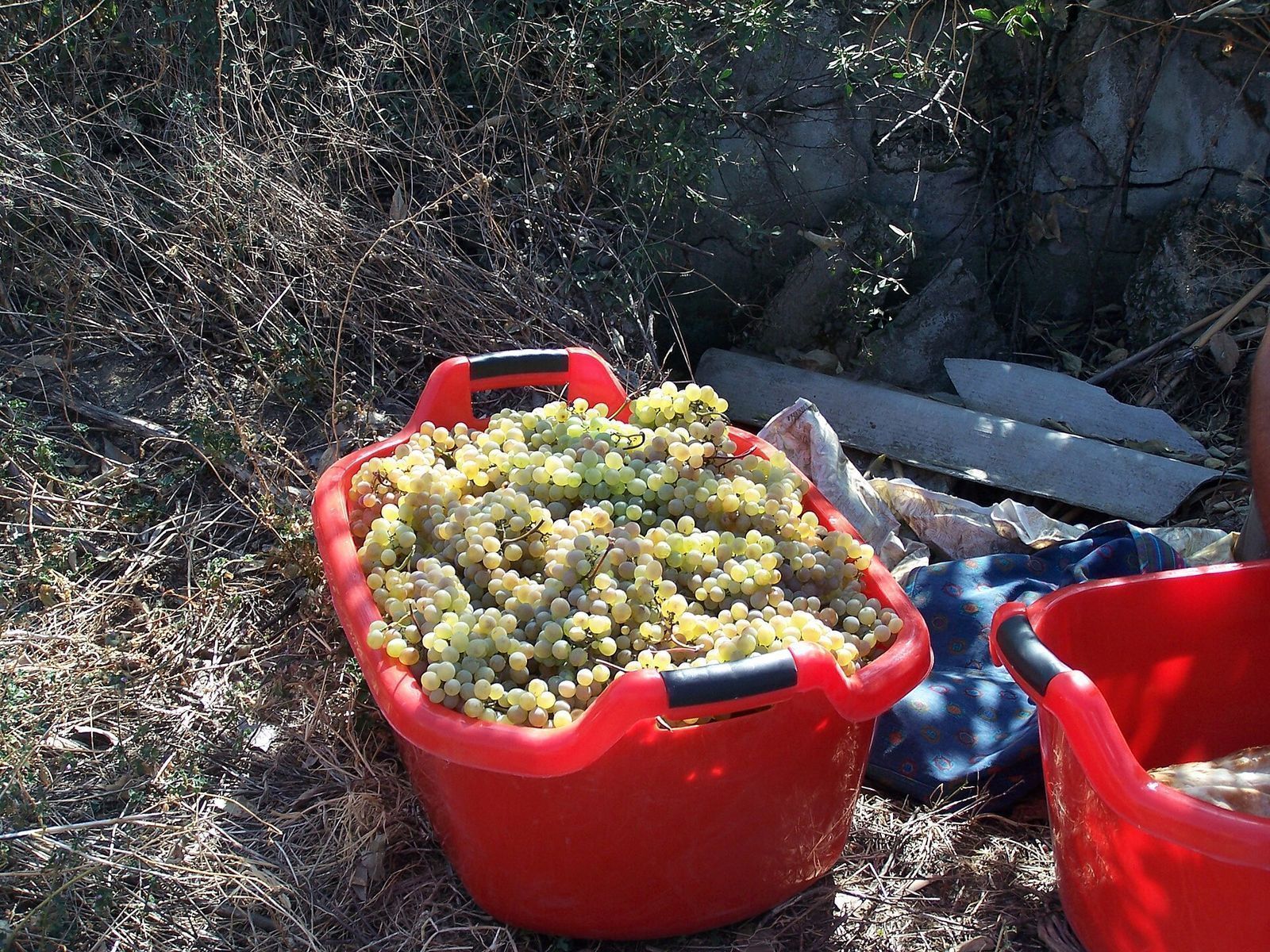 Freshly picked white grapes in a red harvest tub during Rtveli in Kakheti