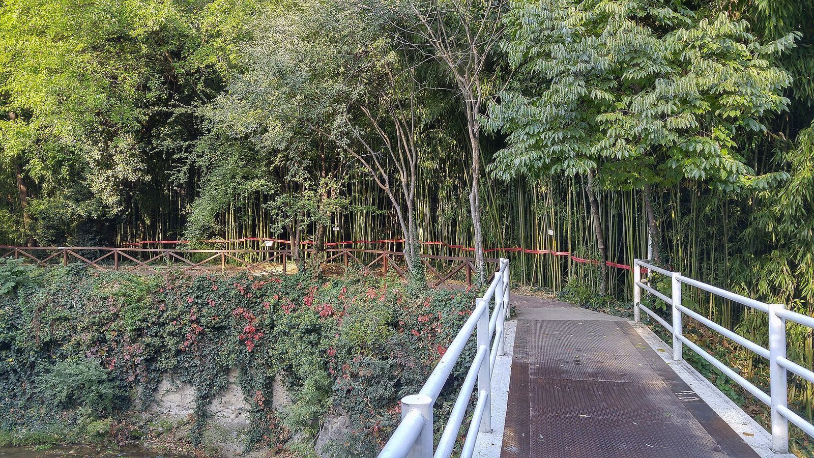 A white-railed footbridge beside the tall bamboo grove in the Tbilisi Botanical Garden