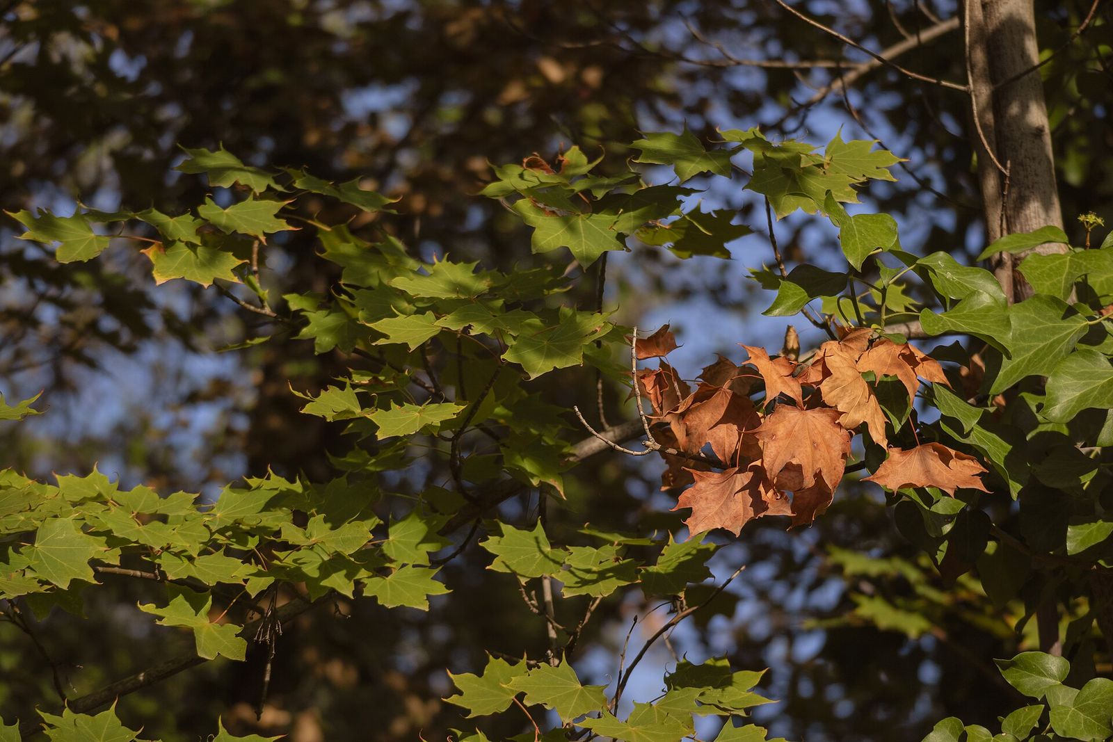 Maple leaves turning from green to orange on a tree in Tbilisi in autumn