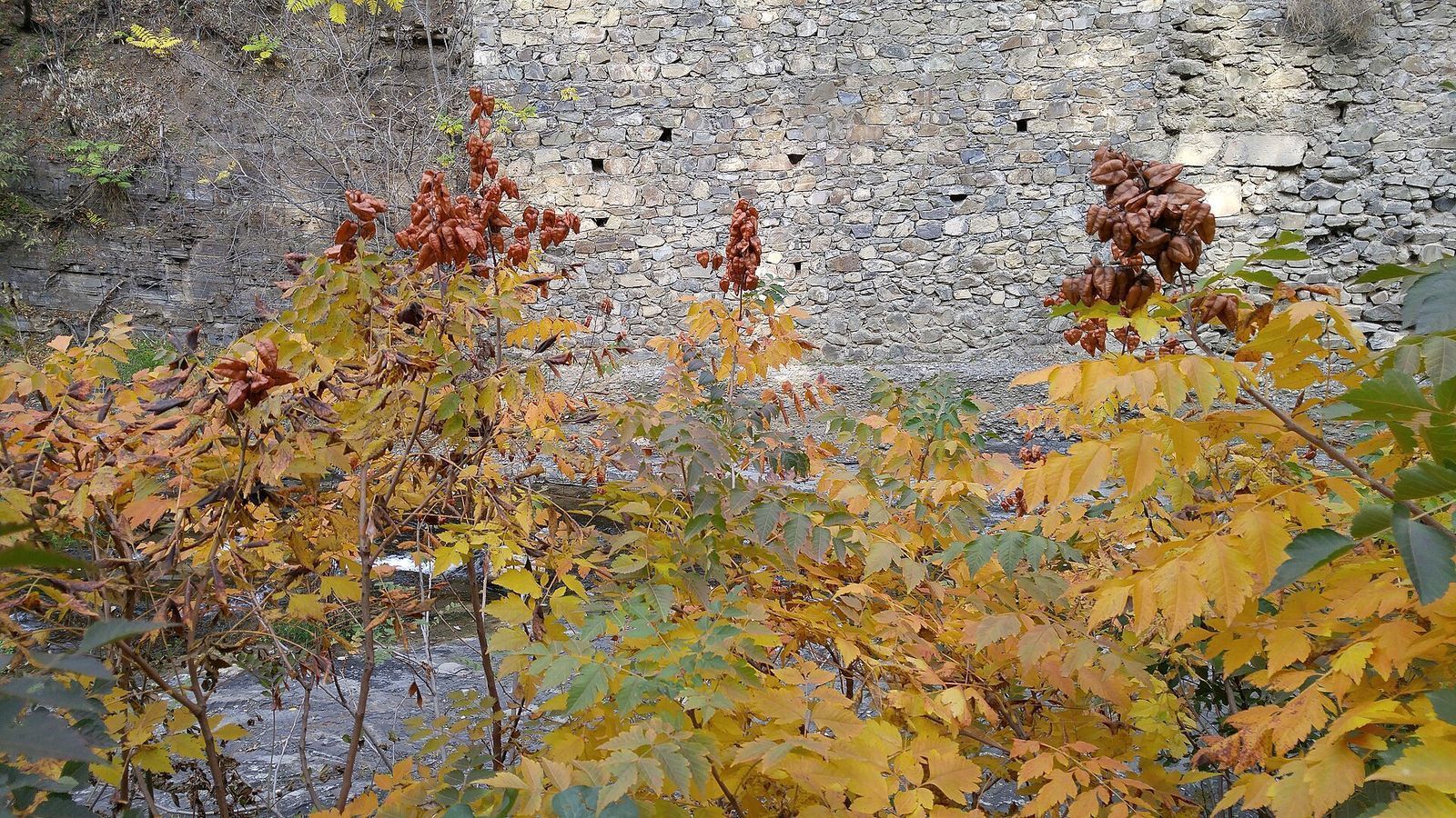 Yellow autumn leaves and red seed pods in front of an old stone wall in the National Botanical Garden of Georgia in Tbilisi