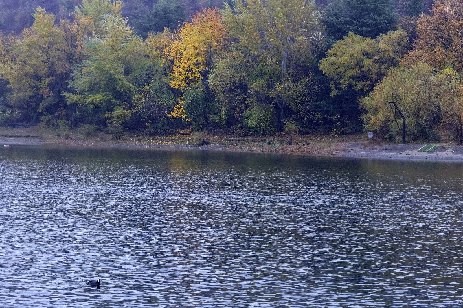 Yellow and green autumn trees along the shore of Turtle Lake in Tbilisi, with a coot swimming on the water