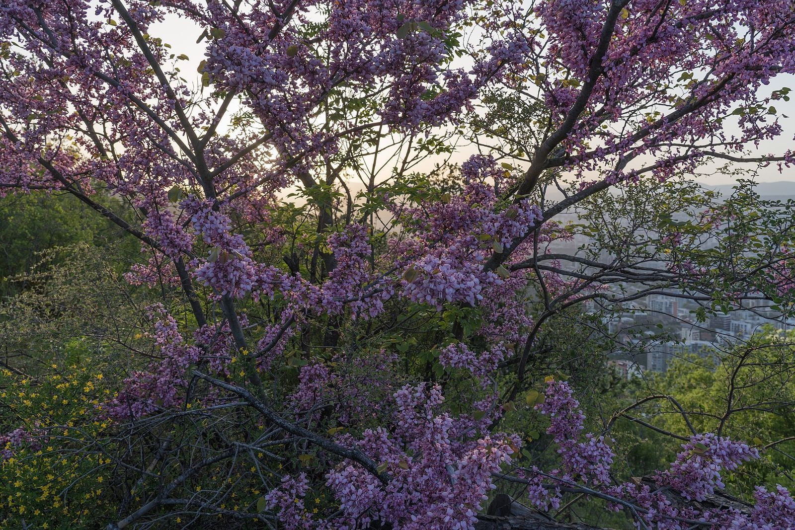 Judas trees in pink bloom on the slopes of Mtatsminda in late April, with the apartment blocks of Tbilisi below