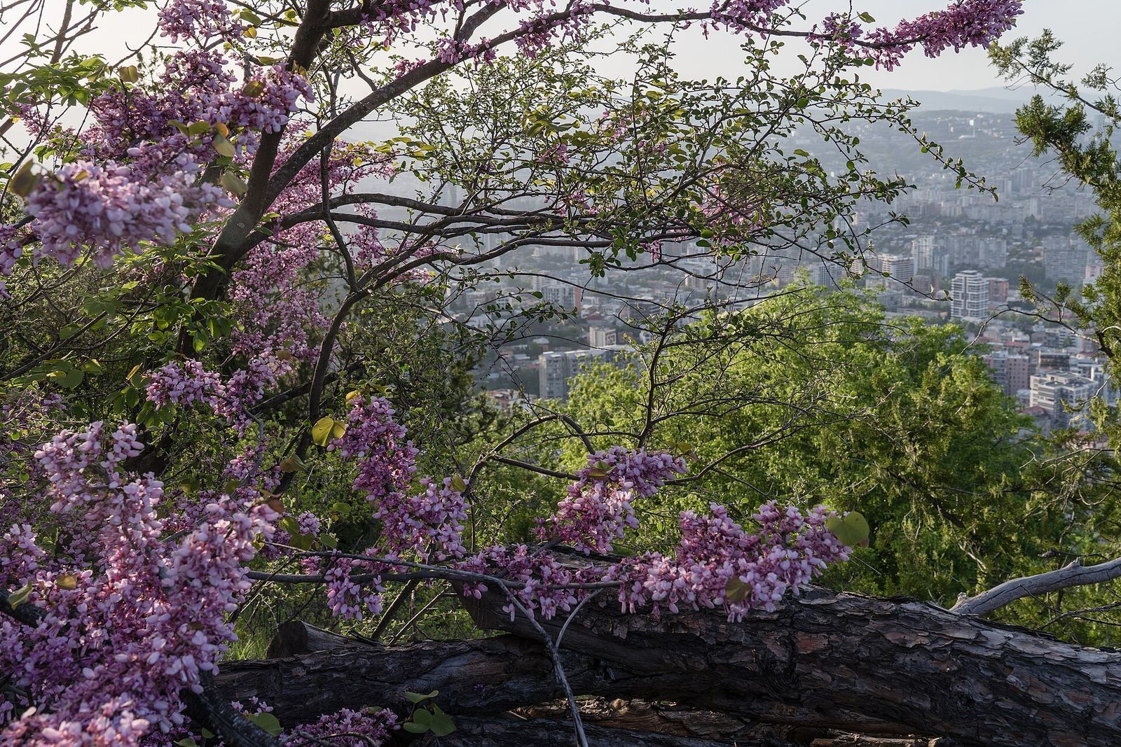 Mtatsminda mount in spring