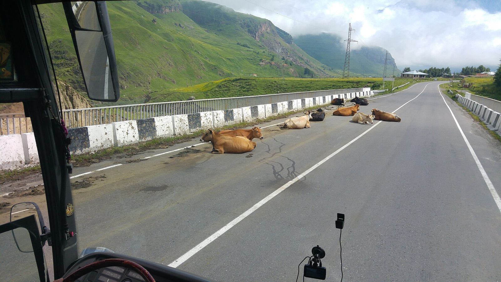 COWS ON THE ROAD, NEAR STEPANTSMINDA
