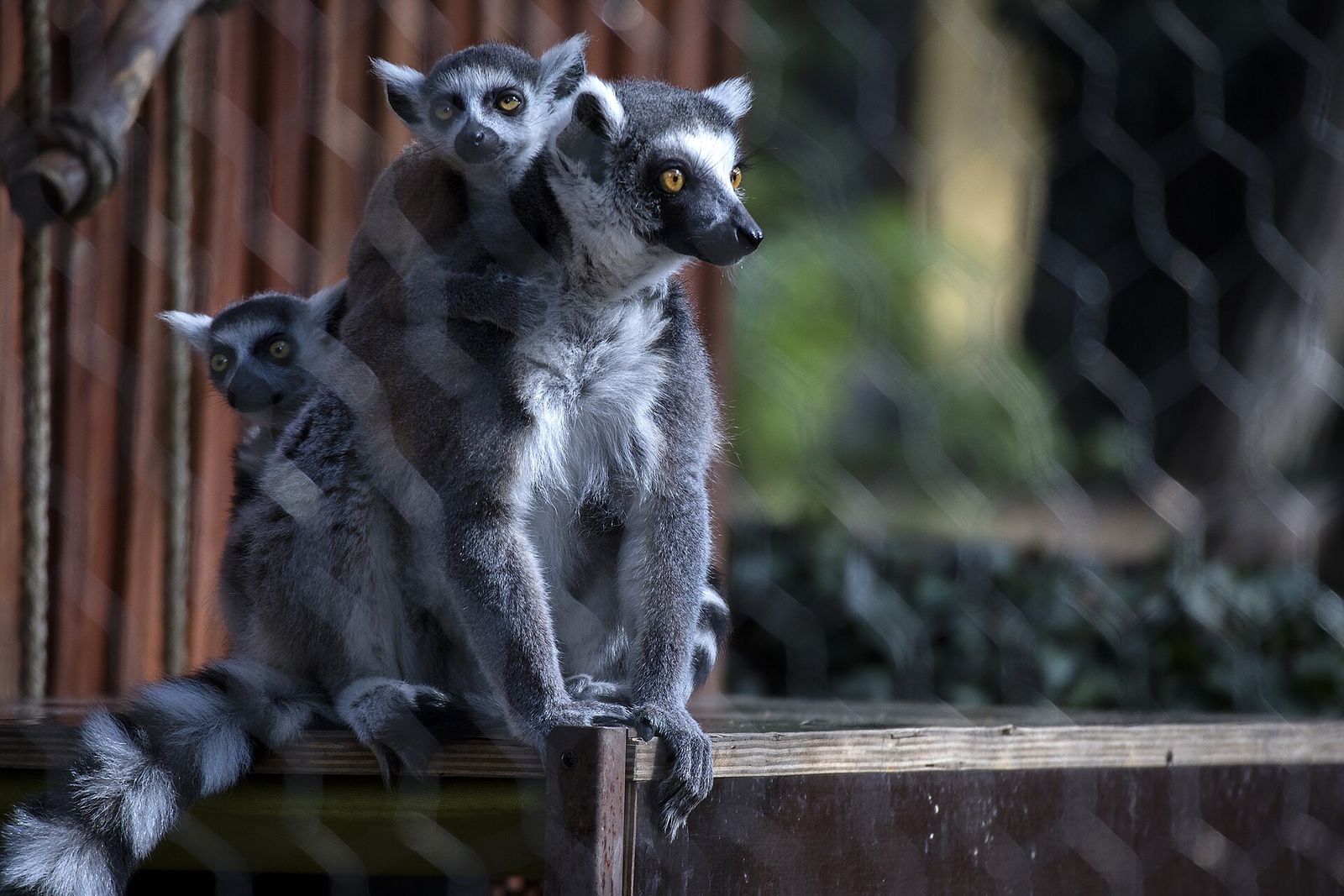 A ring-tailed lemur with young on her back in an enclosure at Tbilisi Zoo