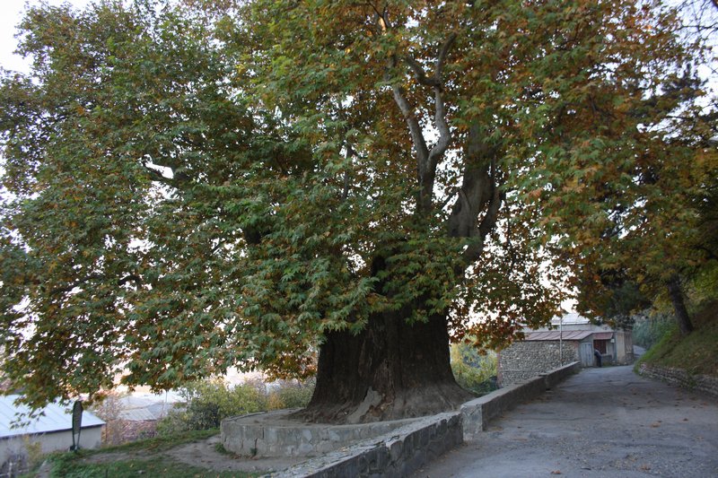 Telavi's 900-year-old plane tree, its massive trunk ringed by a low stone wall beside a sloping lane