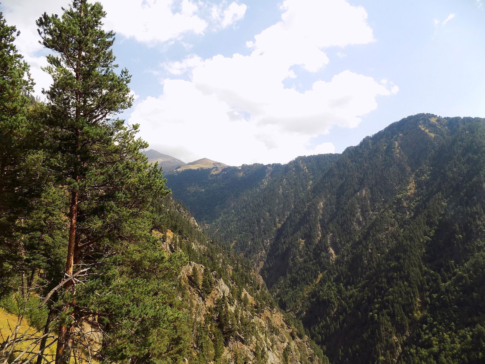 Pine forest on the steep slopes of a deep gorge in Tusheti National Park